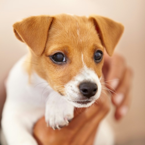 Pet Policy Image